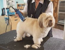 Trimming a long haired dog.