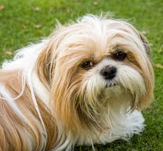 long haired white and brown Shih-tzu