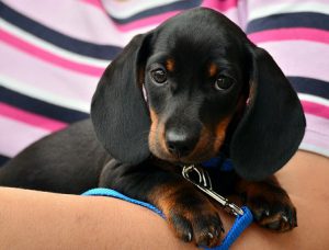 Dachshund is a short haired dog