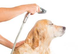 Use the right dog shampoo when bathing your dog.