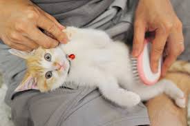 A kitten being brushed