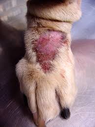 Hot Spots on dogs is very common and can be treated with the proper dog shampoo.