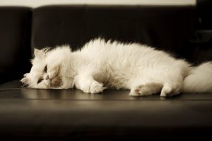A white Persian sleeping on a couch