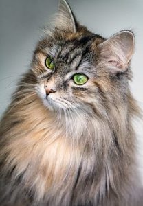 A Main Coon cat has long hair