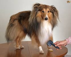 A Shetland Sheepdog has long hair the requires a special dog shampoo.