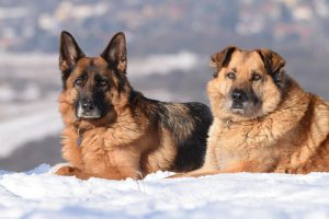 Two German Shepard's laying in the snow. 