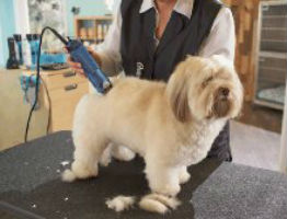 Using Andis Pet Clippers