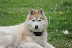 A heavy coated Husky laying in the grass.