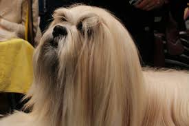 Lhasa Apsos with a full coat