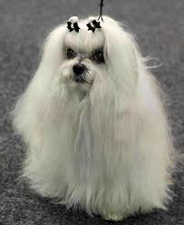 the standard for a Maltese is a double top knot.