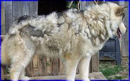 A Husky that id matted.