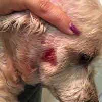 Razor burn on a dogs face.