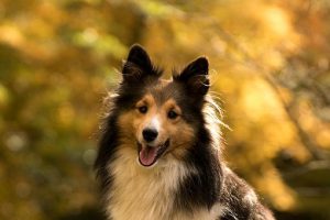 Shetland Sheepdog sitting under trees in the Autumn. 