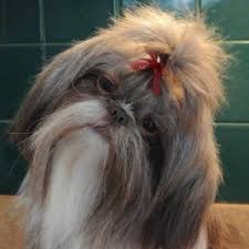 Shih-tzus with a top knot. 