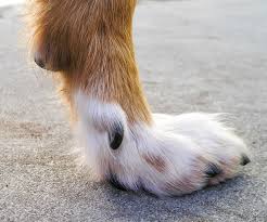 The dewclaw needs to be cut while grooming.