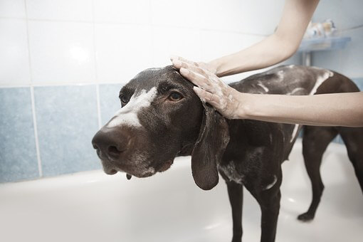 Use the right shampoo when you bath your dog.