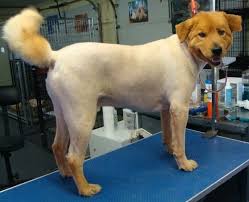 A shave down on a Chow mix breed dog.