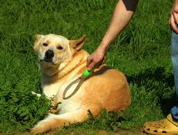 Brushing is an important part of grooming.