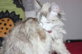 cats-don't-like-being-wet
