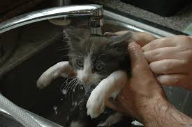 A kitten being bathed in the kitchen sink