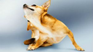 A chihuahua scratching himself