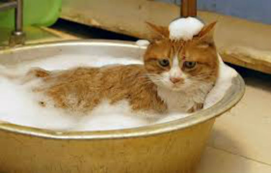 A orange tabby sitting in a small tub with suds.