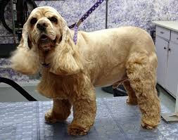 A Cocker Spaniel on a grooming table