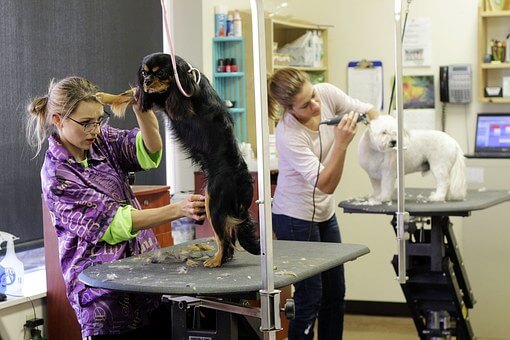 Grooming dogs on a grooming table