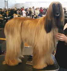 A golden Afghan Hound standing on a grooming table