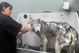 A husky in a grooming bathtub.