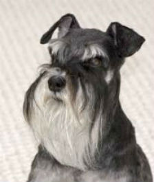 A well groomed Schnauzer