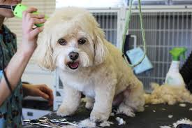 A Snoodle sitting on a grooming table