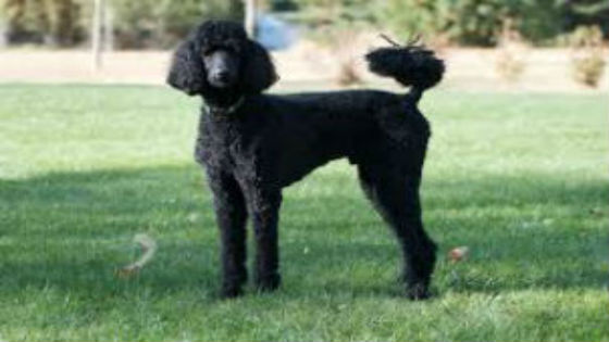 A black Standard Poodle standing on the grass.