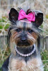 A Yorkie with a pink bow and pearl necklace.