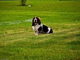 A Basset Hound sitting in the grass.