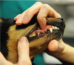 Healthy pink gums in a dog