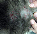 A cats skin with flea bite dermititus