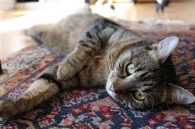 A cat laying on a rug. Flea control will need to be applied to all carpets.