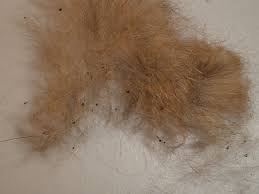Flea droppings in pet hair