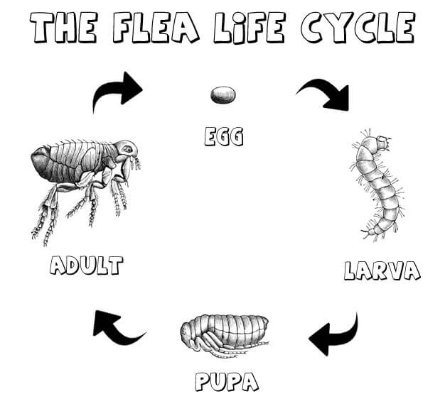 flea-life-cycle - The Well Groomed Pet
