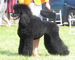 A black show Standard Poodle