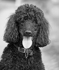 A black Standard Poodle