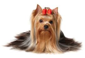 A Yorkie with a silky coat