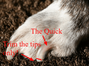 A dogs paw showing the quick and ware to cut.