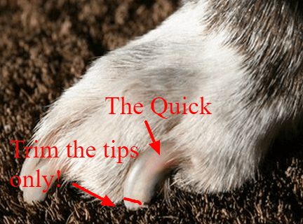 what is the quick on a dog