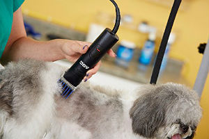 Using Andis clipper comb attachments on a dog