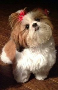 Shih-Tzu cut with pet grooming clippers