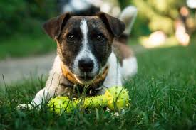 dog playing with a dog teeth cleaning dental toy.