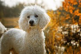 An adult white Standard Poodle