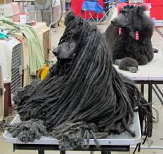 A Corded Poodle Coat on a Black Standard Poodle